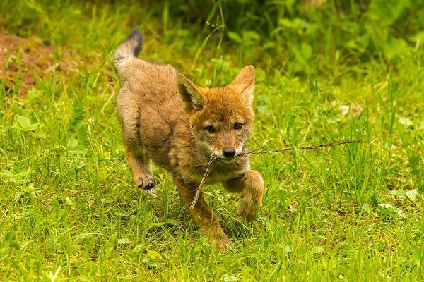 Minnesota-Pine County Coyote pup playing with stick